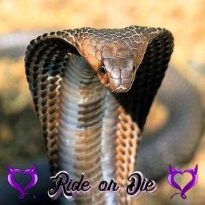 Meet your Posher, Dean